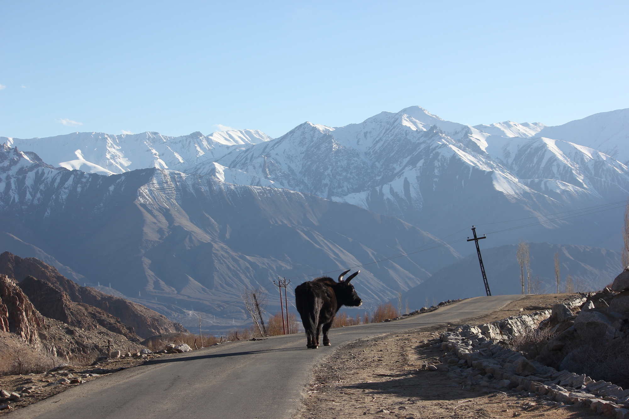 Dzo (cow-yak hybrid) in Ladakh