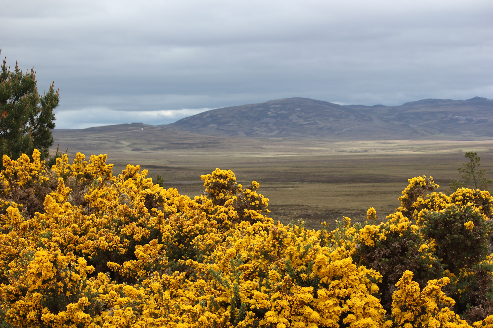 Blooming gorse in Speyside, Scotland